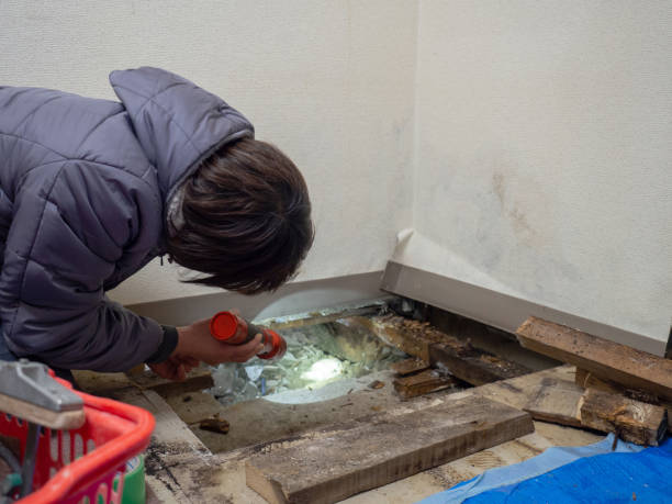 Best Mold Damage Restoration  in Middle River, MD